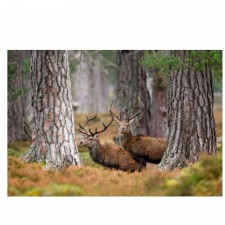 Red Deer Stags in Pinewood Tubed Print