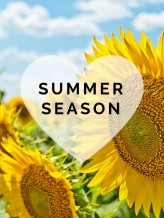 Summer Collection