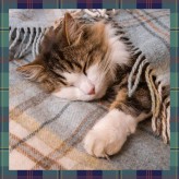 Tartan Blankets