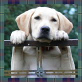 Pet Accessories