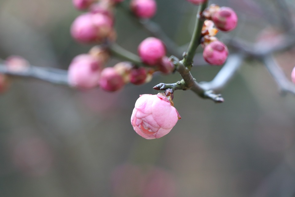 chinese new year-February 